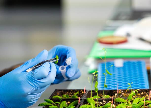 Person's hands working in an agriculture lab